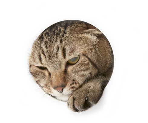 面白い男を旦那様に戴いて、短かい猫の命のうちにも、大分多くの経験が出来る。