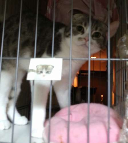今も冬子はケージが好きだ。表に貼ってあるのは、ペットショップで売られていた時の顔のシール