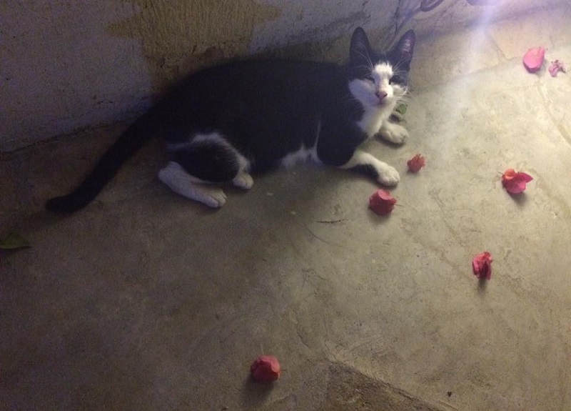 「ご飯あげない」という姿勢を見せた途端、この表情である