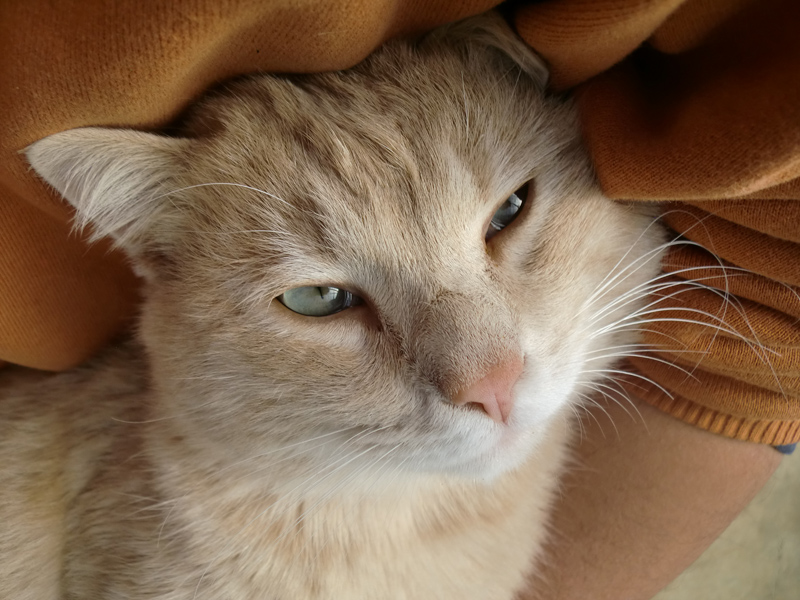 『縁側ネコ一家　ありのままハハケルとマイケルとミカンたち』（さくら舎）より