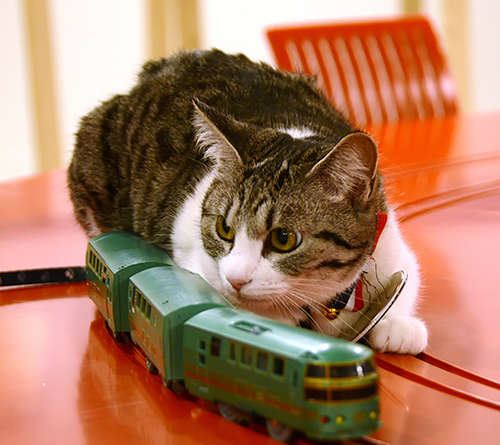 たま駅長 から９匹目の猫社員 美宇 はミュージアム館員 Sippo シッポ