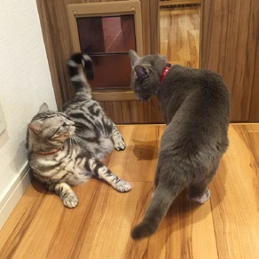 猫専用扉前の騒動