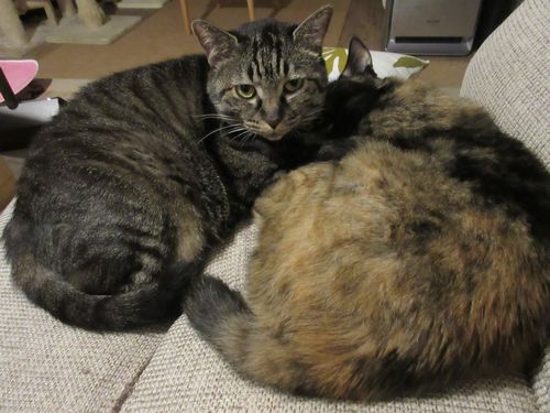 ２匹一緒がいちばん幸せ