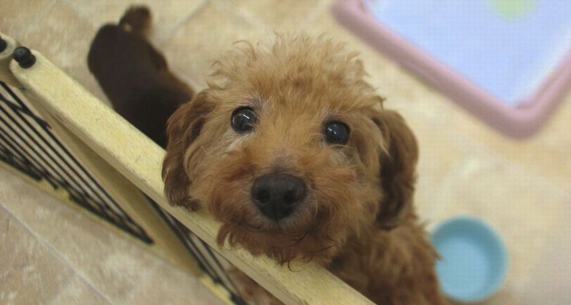 カメラに寄ってきた保護犬