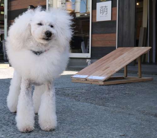 営業企画課長の平川さんの知人が飼っているソイル＝同社提供