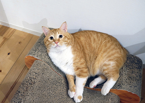 ここでくつろぎながら会話を聞いてる