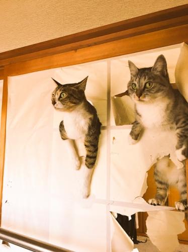 サバ身（右）とトラ身（左）　通称サバトラ 「ココニャさんちの障子破り猫軍団」より