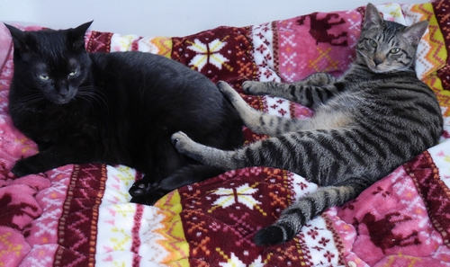 今日もこのまま寝ようか