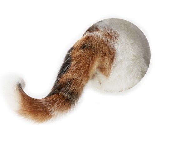 書物の表紙を爪で引き搔く事、―これは主人に見付かると必ずどやされる危険があるのみならず、割合に手先の器用ばかり