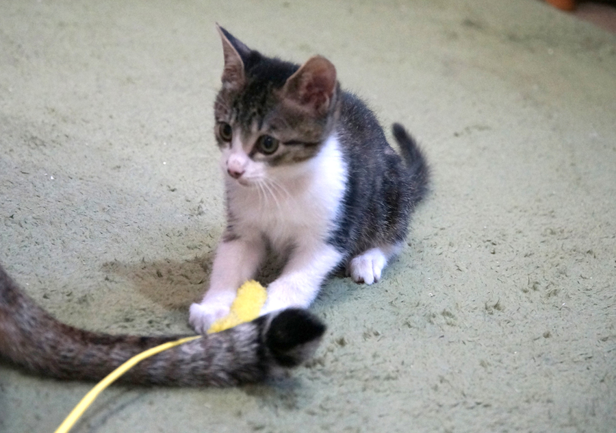 新入りのアンディ。保護当時の体重は100gにも満たなかった。ほかのきょうだいたちは、衰弱から回復せず亡くなった