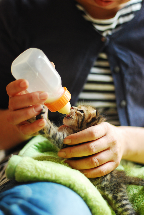 集英社みらい文庫提供