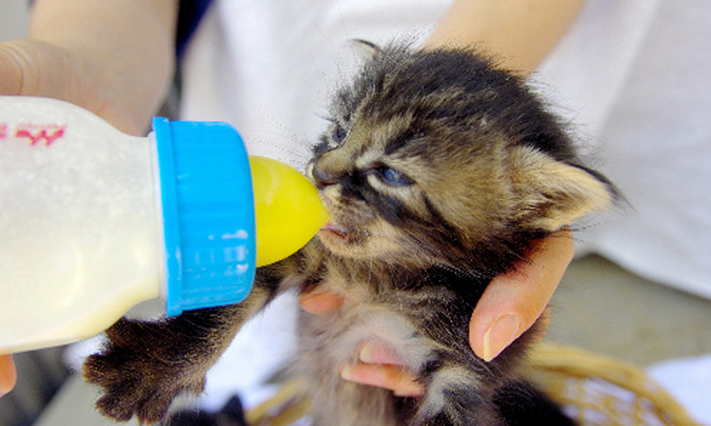 犬猫保護活動家ミルク ミルクボランティアを随時募集します！｜お知らせ｜新着情報｜わん