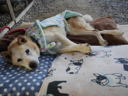 老犬の世話もしている（まだ自力で食べるそうです）