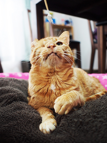 耳かきの綿毛が大好き