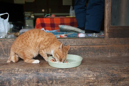 マメの好物は鮭おにぎり。飼い主の男性が一時帰宅した時の楽しみ　写真＝上村雄高