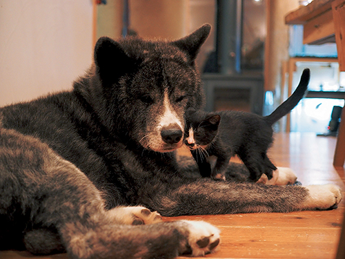 「はちわれ兄弟」から　(Ｃ)主婦と生活社／久方広之