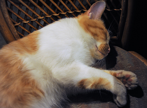 遊び疲れて眠る海ちゃん