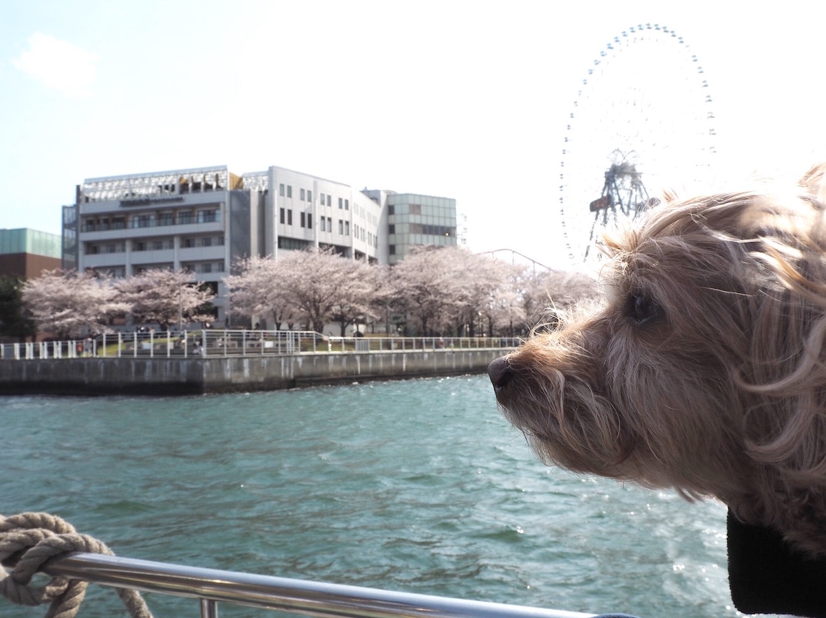 船の上から万葉倶楽部の裏の桜が望めました。