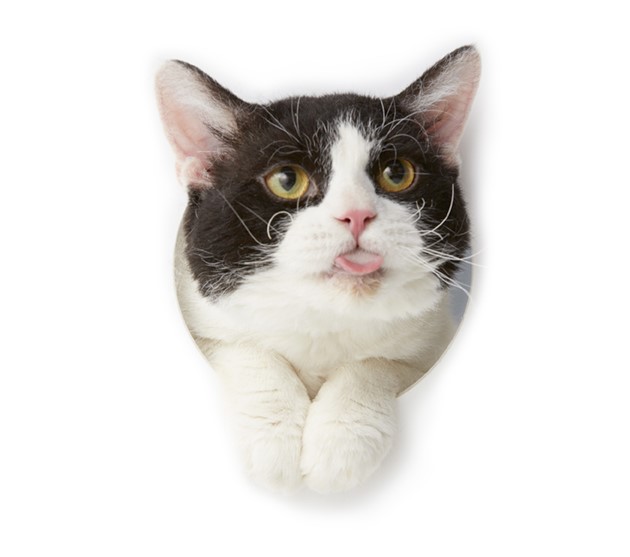 吾輩のように夏でも毛衣を着て通されるだけの修業をするがよろしい。