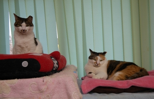 「よい縁があれば猫たちに新たしい家を見つけてあげたい」と赤間さん