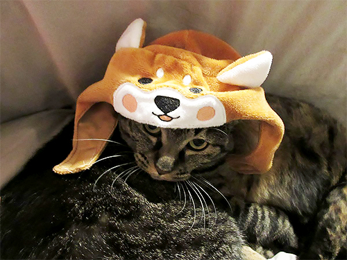 納得いっていないけど、かぶってくれました