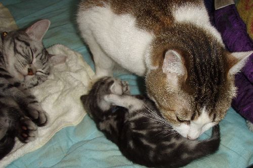 アメショーのルビ―の出産時は子育ても手伝った