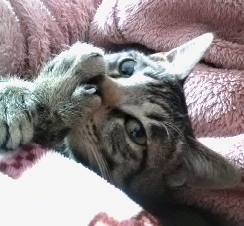 指（肉球）はおいしいの？