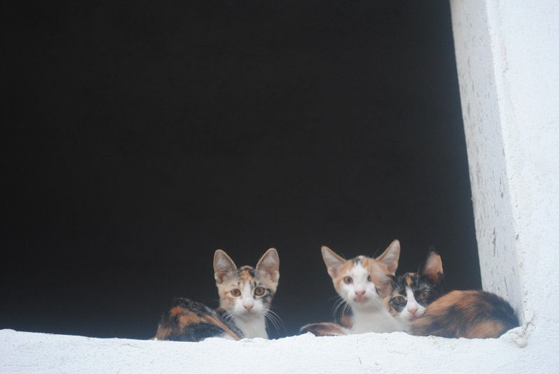 3匹きょうだい、全員お母さんと同じ柄。<br/>ひとの届かない高い所にいるから、怖くなーい。