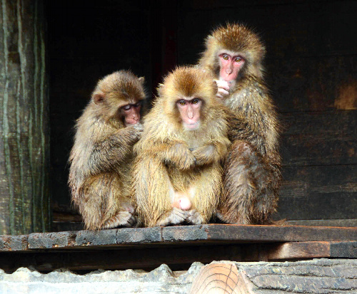 森林動物園のサル 