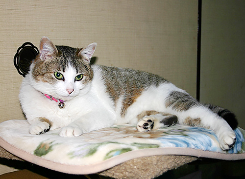 もともと大柄だったミャー（７年程前）