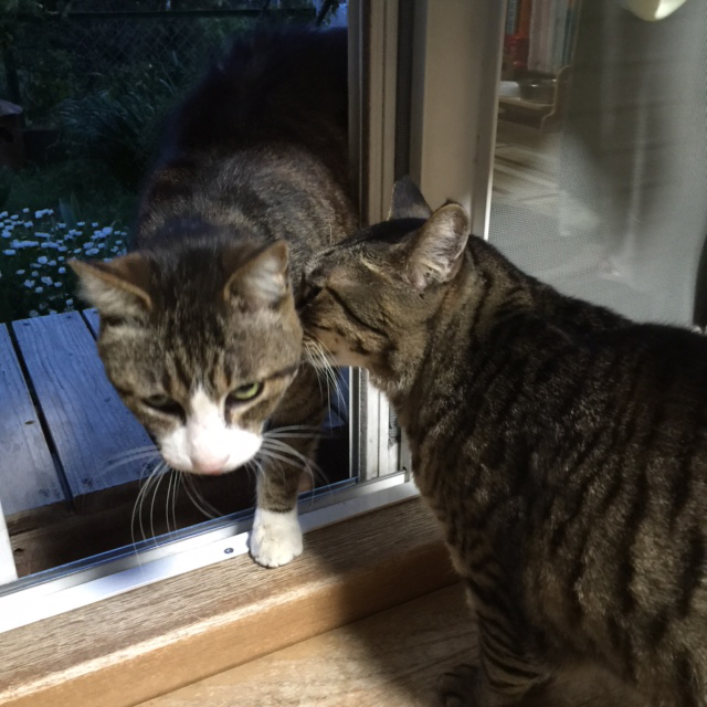 庭に居ついた野良猫たちとの日々 ボロボロだった老猫に彼女が！  犬 