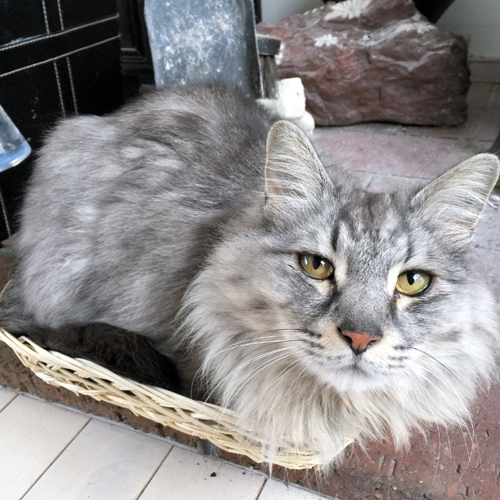 ボンボン（オス、推定８歳）＝とよた真帆さん提供