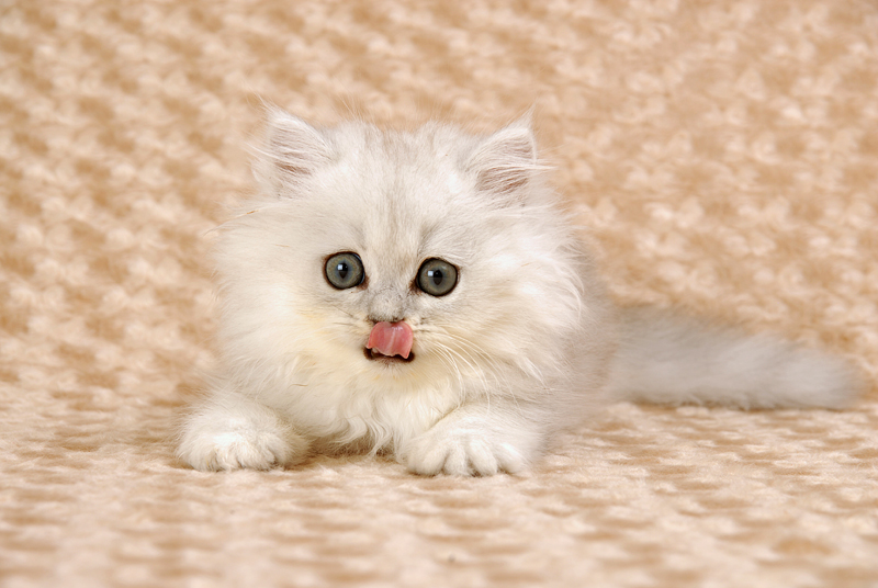 「なぜ？の図鑑」学研プラス提供