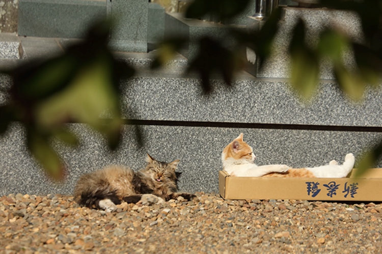 写真＝沖昌之　（デジタルカメラマガジン）