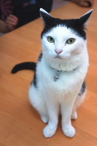 お客さんも取引先の人も真っ先に迎えるフレンドリーなバン