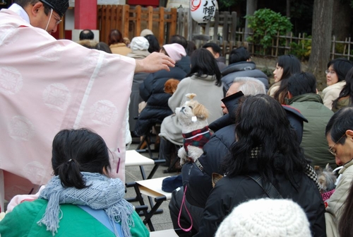 「しつけをきちんと受けたわんちゃんが増えました」と梶宮司　（市谷亀岡八幡宮）