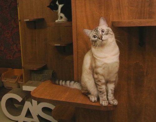 ネコリパブリックの猫＝東京都文京区