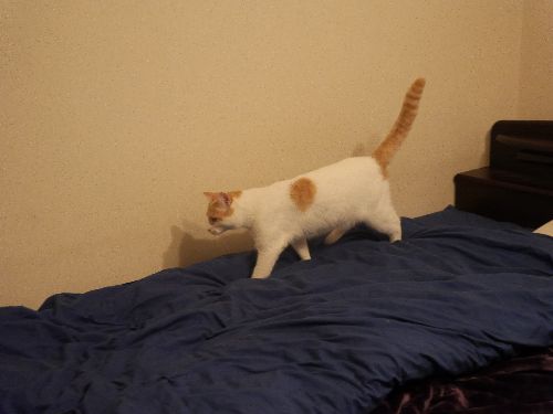 お、値段以上のクイーンサイズベッドで皆で寝る