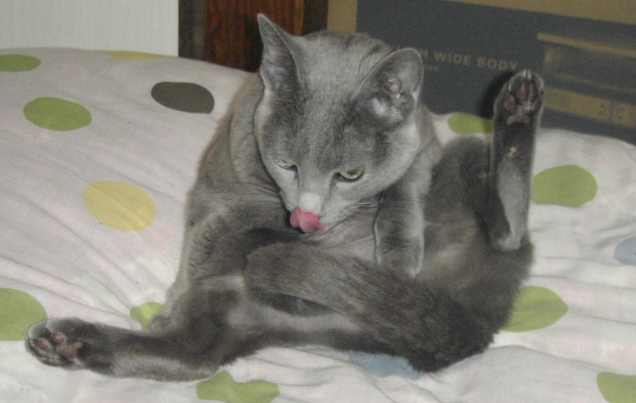 克也さんの布団でくつろロッシ―「