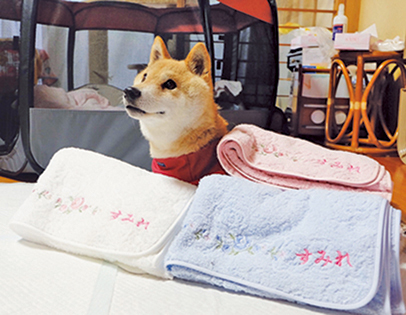 すみれちゃん用タオルもあります＝写真／sora
