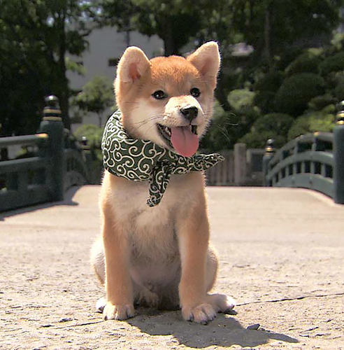 ５代目豆助（２０１０年７月～同年９月）＝テレビ大阪提供