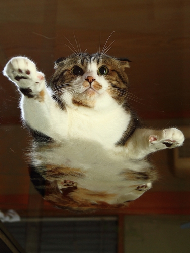 どこかミステリアスなお腹（辰巳出版/ 芳澤ルミ子）