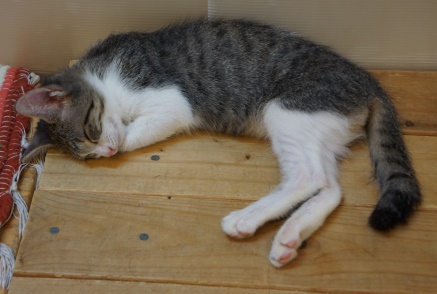 トラックの荷台奥で保護された「ばくてん」