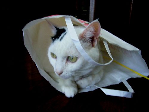 袋にはいって遊んでいます