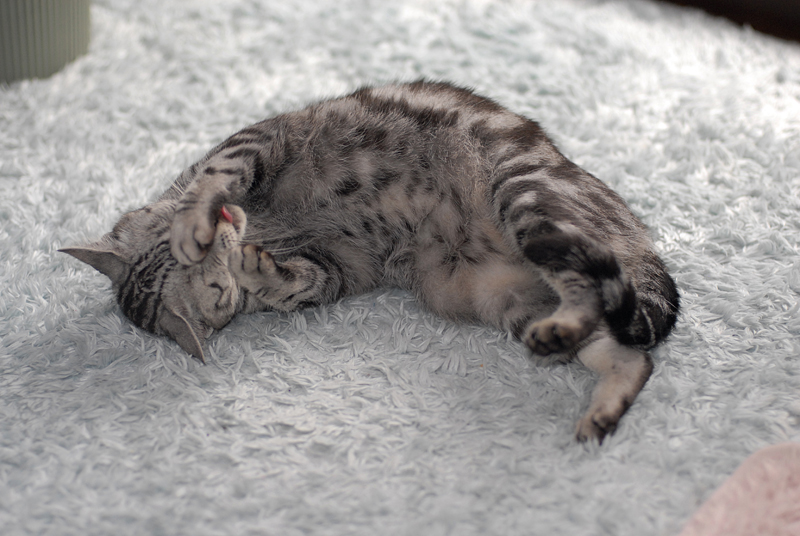 「なぜ？の図鑑」学研プラス提供