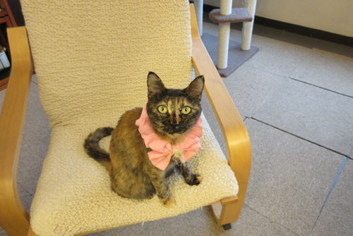 ピンクのえりまき、かわいいでしょ？