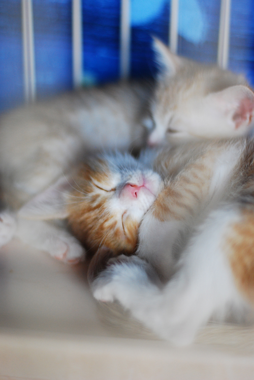 集英社みらい文庫提供