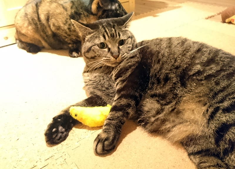 大好きなおもちゃを守るモモ。誰も取らないよ。