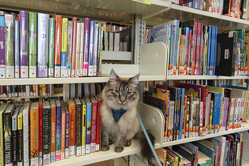 わがもの顔で図書館の書架におさまるタイ