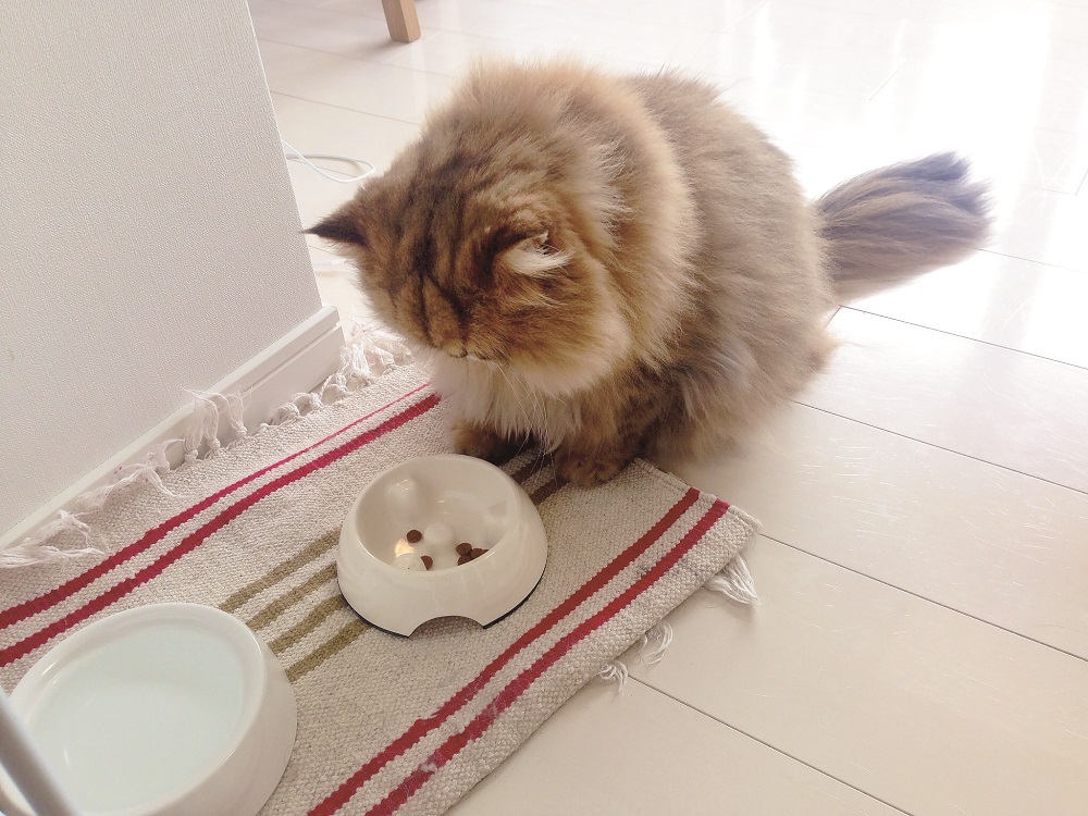 少しだけ残ったカリカリ、今食べるか、後で食べるか思案中